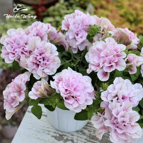 种花王大爷 矮牵牛花苗阳台盆栽庭院花园耐寒多季开花爆盆 - 图1