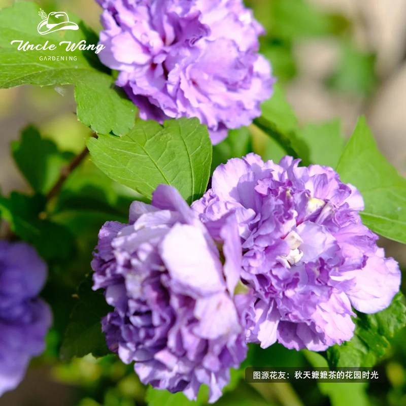 种花王大爷 木槿花苗盆栽耐热好养多年生阳台庭院四季花卉,淘宝优惠券,粉丝福利购,淘宝优惠卷