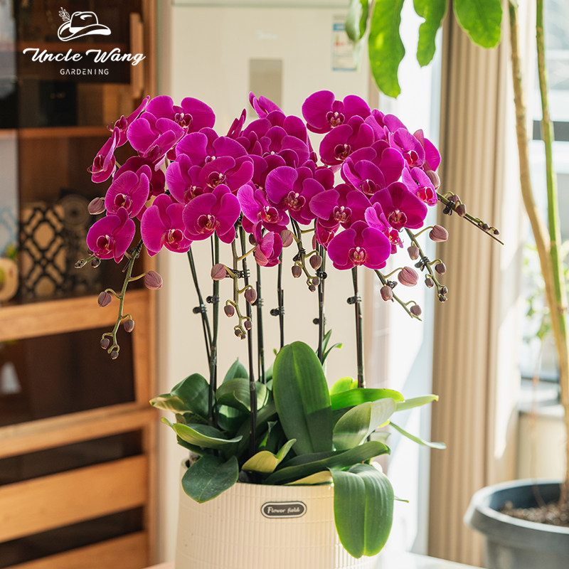 种花王大爷蝴蝶兰大辣椒阳台客厅兰花四季花卉好养净化空气,淘宝优惠券,粉丝福利购,淘宝优惠卷