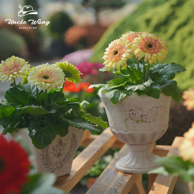 种花王大爷非洲菊日出奶昔盆栽多年生花园阳台庭院植物易养花期长,淘宝优惠券,粉丝福利购,淘宝优惠卷