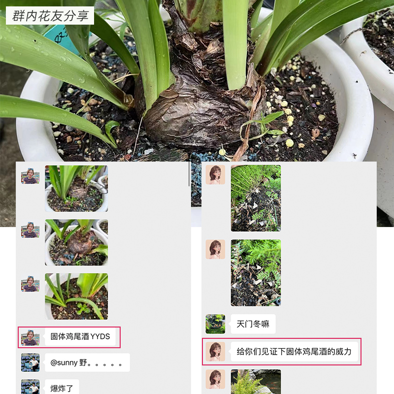 种花王大爷固体鸡尾酒家庭园艺肥料植物花卉通用型室内庭院营养-图2