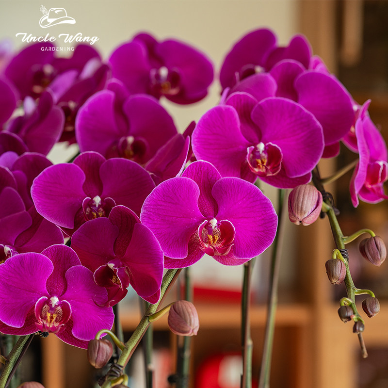 种花王大爷蝴蝶兰大辣椒阳台客厅兰花四季花卉好养净化空气,淘宝优惠券,粉丝福利购,淘宝优惠卷