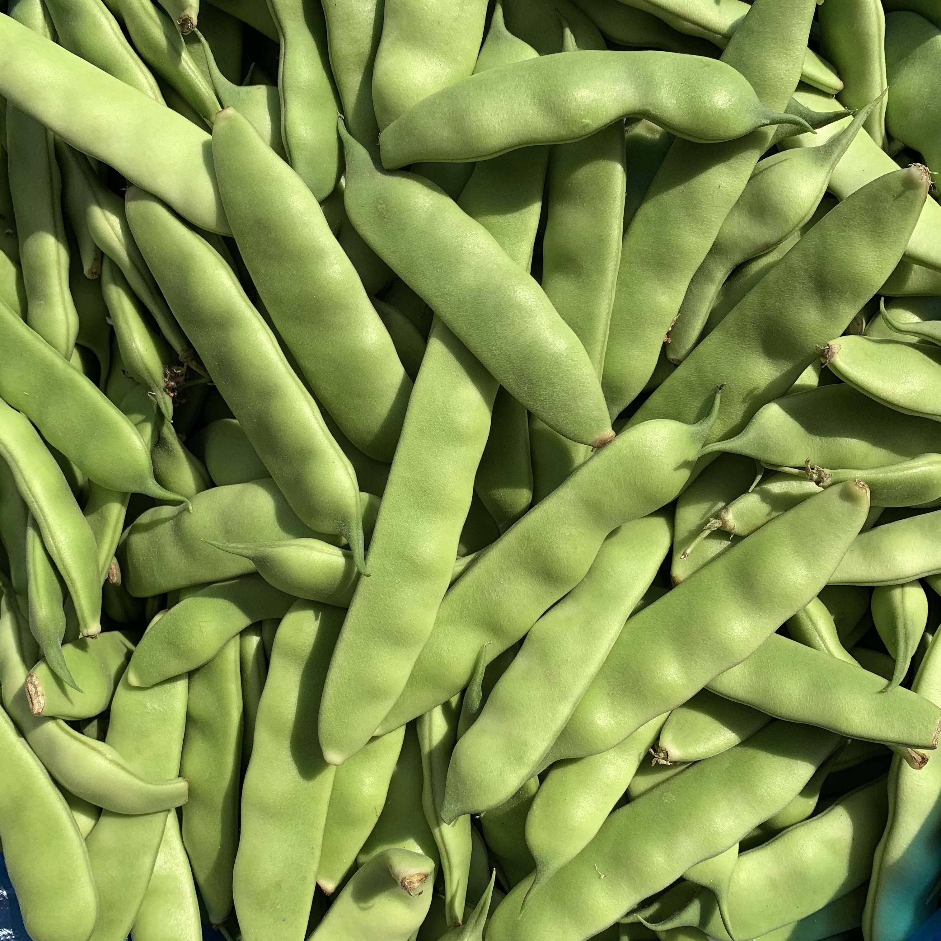黑龙江东北油豆角 农家新鲜蔬菜特产九月青开锅烂现摘自种5斤包邮