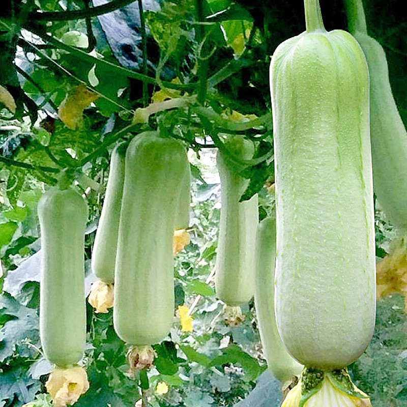 湖南新鲜白丝瓜包邮当季新鲜蔬菜短丝瓜整箱应季蔬菜现摘现发4斤