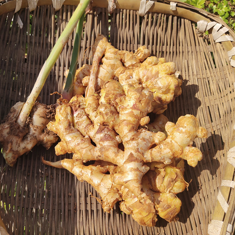 生姜新鲜现挖小黄姜2斤四川农家应季蔬菜月子姜姜汁嫩姜老姜土姜