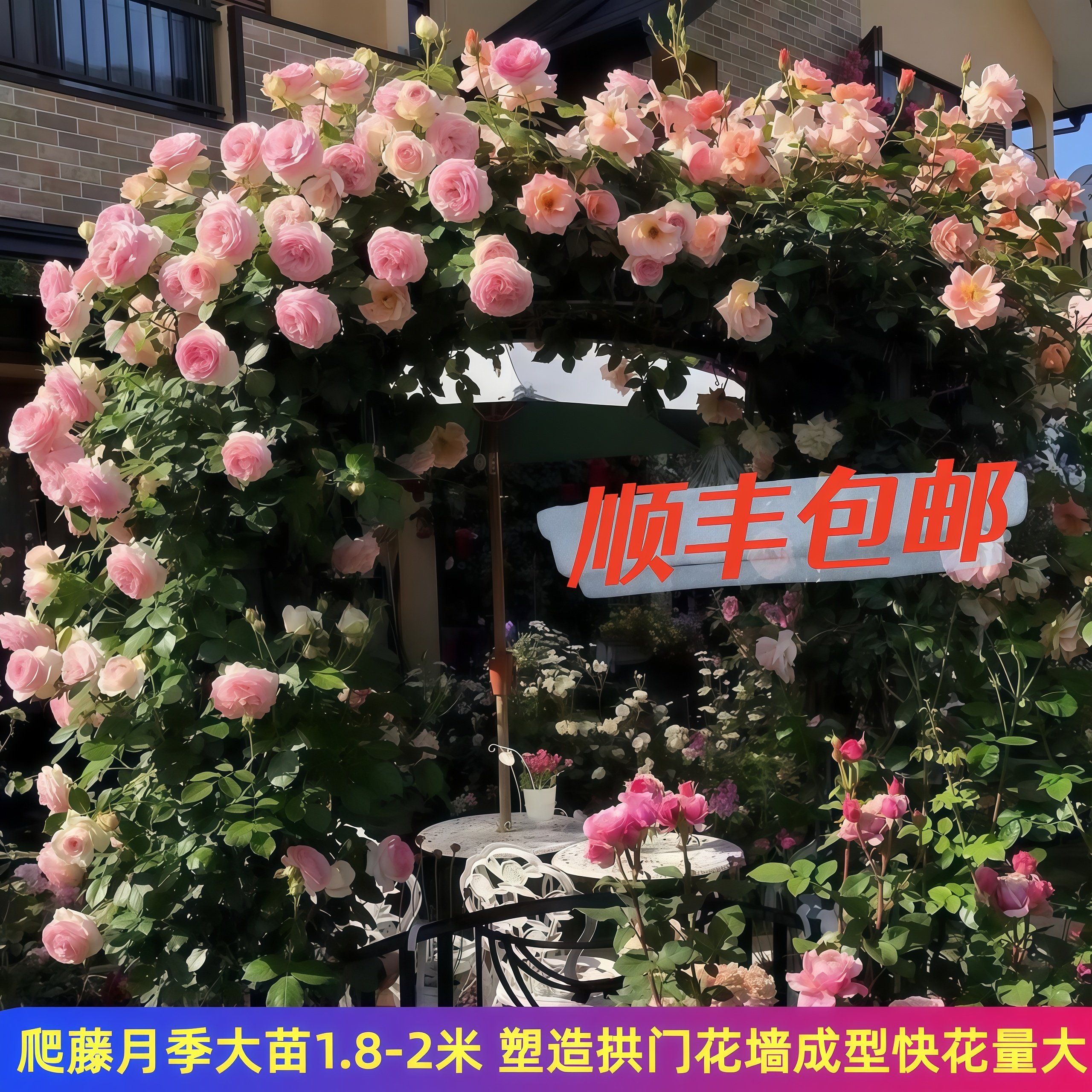 藤本月季大苗爬藤月季蔷薇花苗庭院阳台攀援花卉浓香大花蓝色阴雨,淘宝优惠券,粉丝福利购,淘宝优惠卷