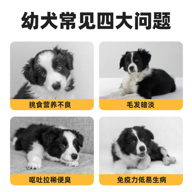 Wilson's greedy dog ​​food for puppies 30 pounds