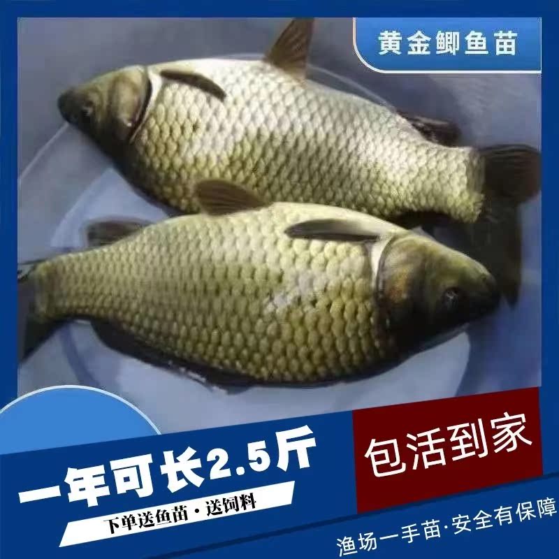 大品种黄金鲫鱼苗中科五号工程鲫湘云鲫高背淡水养殖活体大草鱼苗 - 图0