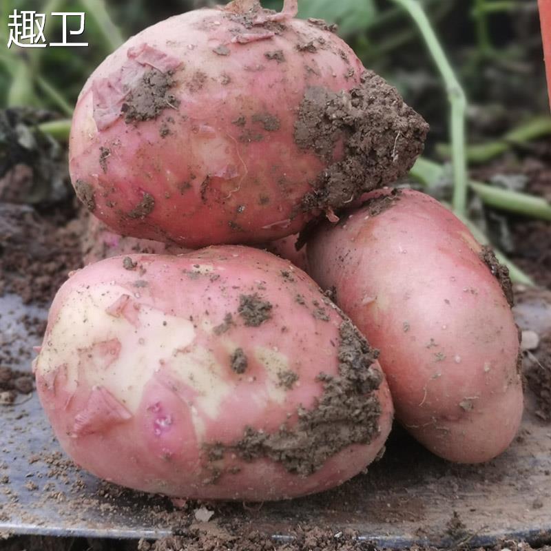 云南红皮土豆黄心大土豆粉糯土豆洋芋农家种植新鲜带箱9斤包邮装-图1