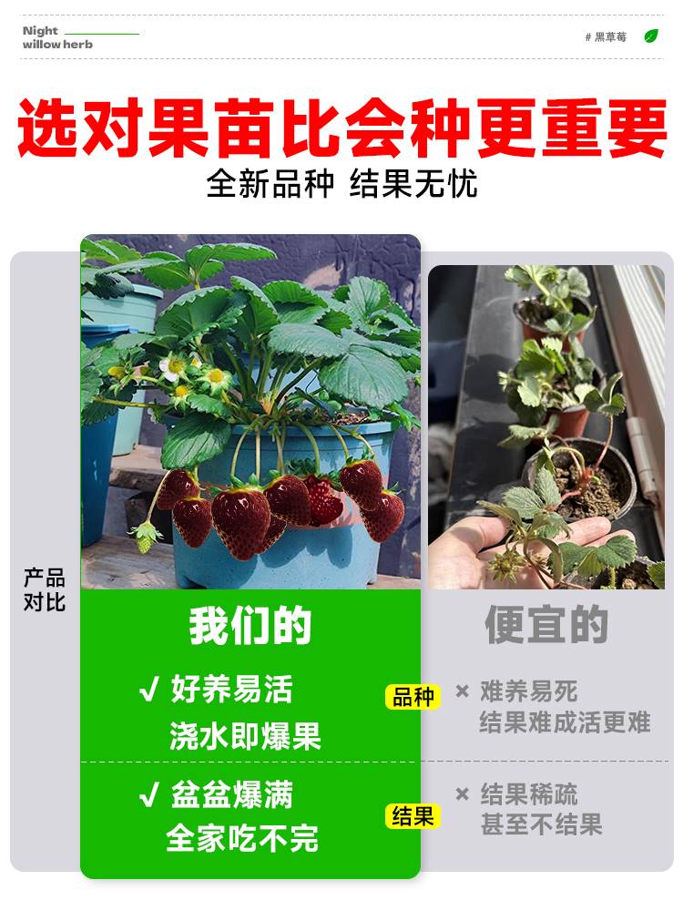 黑珍珠草莓苗秧盆栽四季结果奶油草莓苗种室内阳台植物可食用绿植-图0