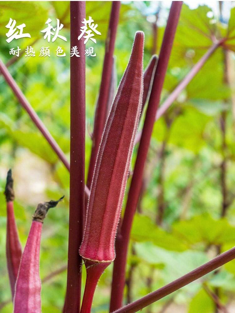 黄秋葵苗水果秋葵秧苗家庭阳台种植春夏四季播绿植物盆栽蔬菜苗孑