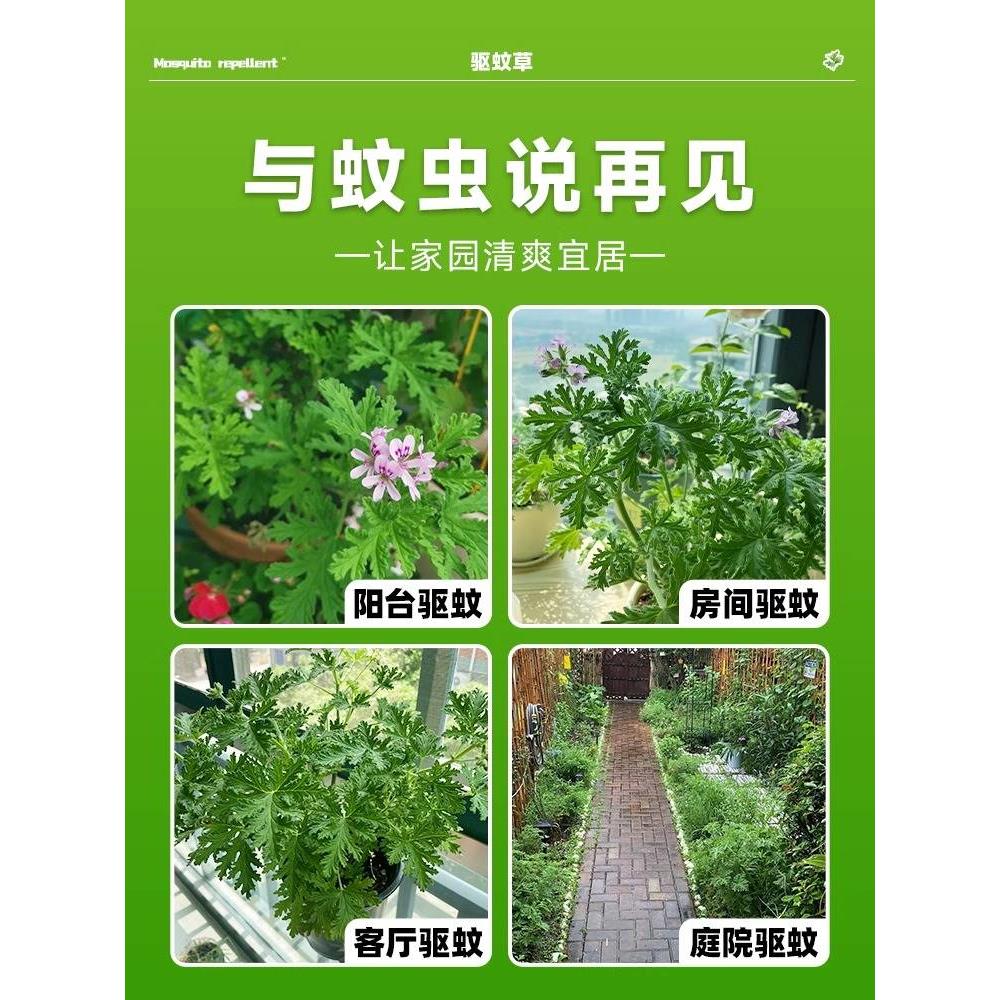 驱蚊草花种籽子庭院室内外阳台四季春夏开花艾草罗勒薄荷花种籽孑 - 图3