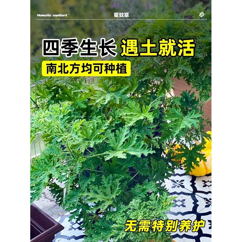 驱蚊草花种籽子庭院室内外阳台四季春夏开花艾草罗勒薄荷花种籽孑 - 图0