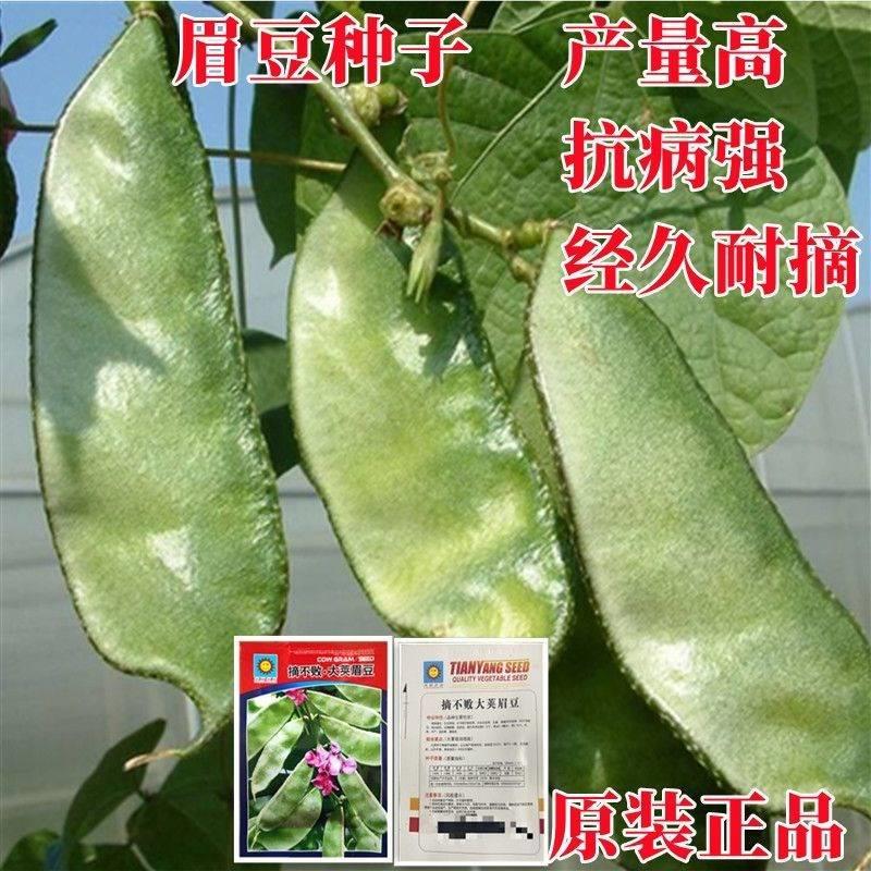 扁豆种子种籽四季豆角梅豆角红眉豆蔬菜梅豆孑架豆菜豆峨眉豆种冬-图3