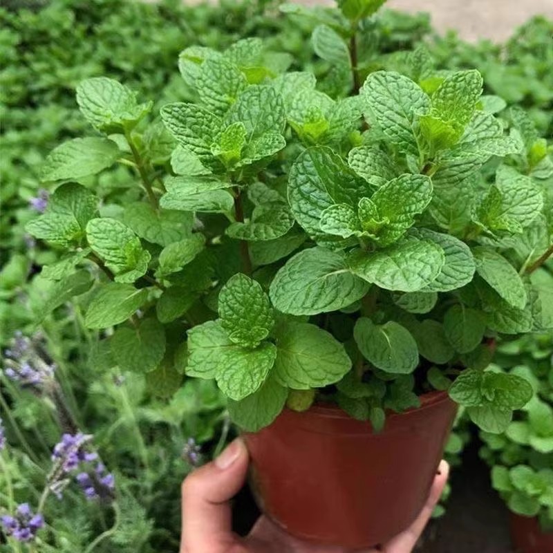 当季新种可食用薄荷种子一年四季种植夏季驱蚊植物种子可吃薄荷-图1