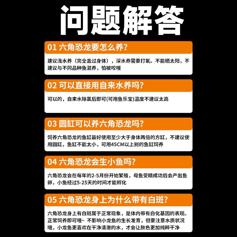 六角恐龙鱼蝾螈宠物鱼活体冷水鱼淡水观赏鱼美西螈好养易活网红鱼-图1