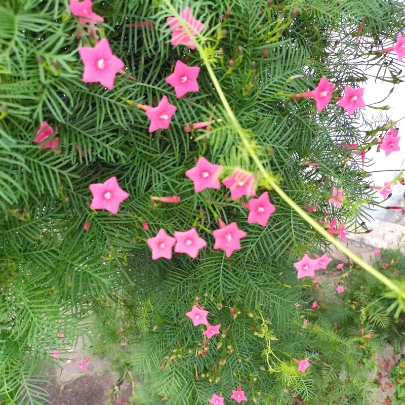 羽叶茑萝花种籽爬藤茑萝松五角星花种子阳台盆栽庭院爬墙花卉种孑 - 图1