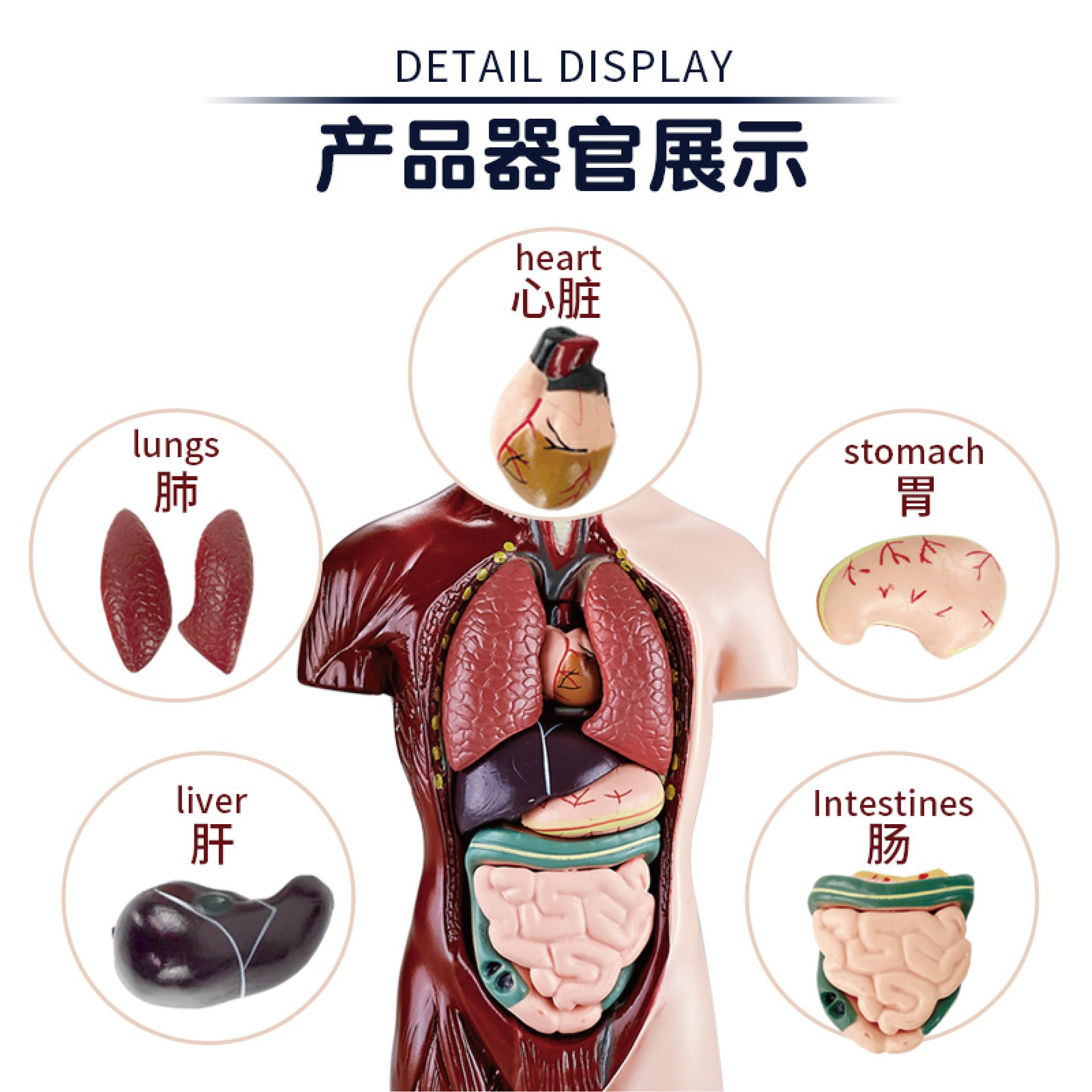 人体器官内脏结构模型可拆卸3d儿童医学解剖心脏躯干骨骼肌肉玩具 - 图0