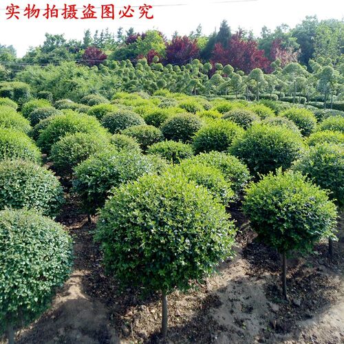 小叶女贞球棒棒糖造型盆景树苗耐寒树苗庭院别墅四季常绿植物好养 - 图0