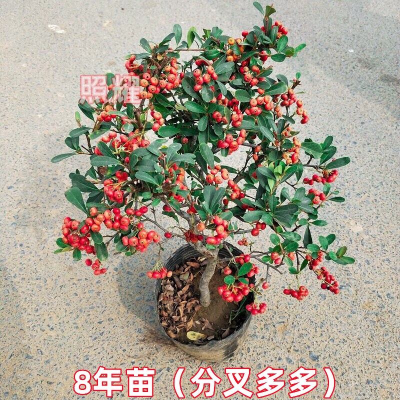 火棘树苗盆栽盆景老桩绿植四季观花观果植物阳台客厅庭院当年挂果 - 图2