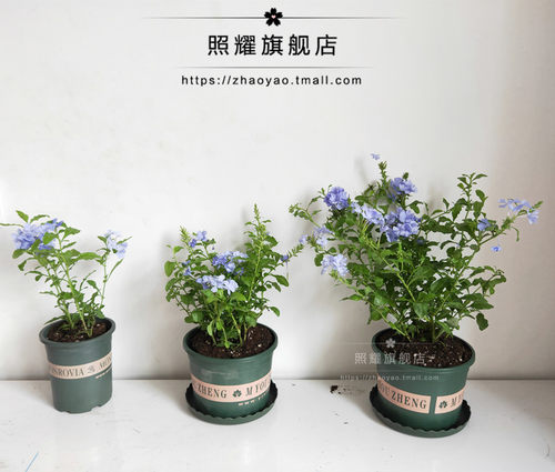 蓝雪花盆栽花苗大苗半爬藤庭院阳台攀援四季花卉蓝色花苞好养活 - 图2