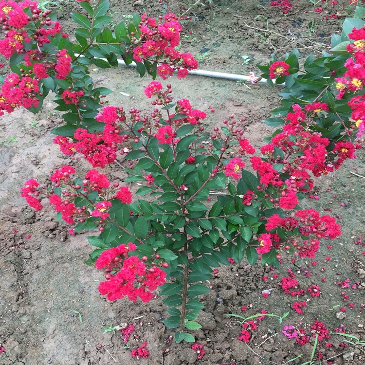 紫薇花盆栽红火箭带花苞植物天鹅绒树苗室内阳台花卉耐热四季易活 - 图1