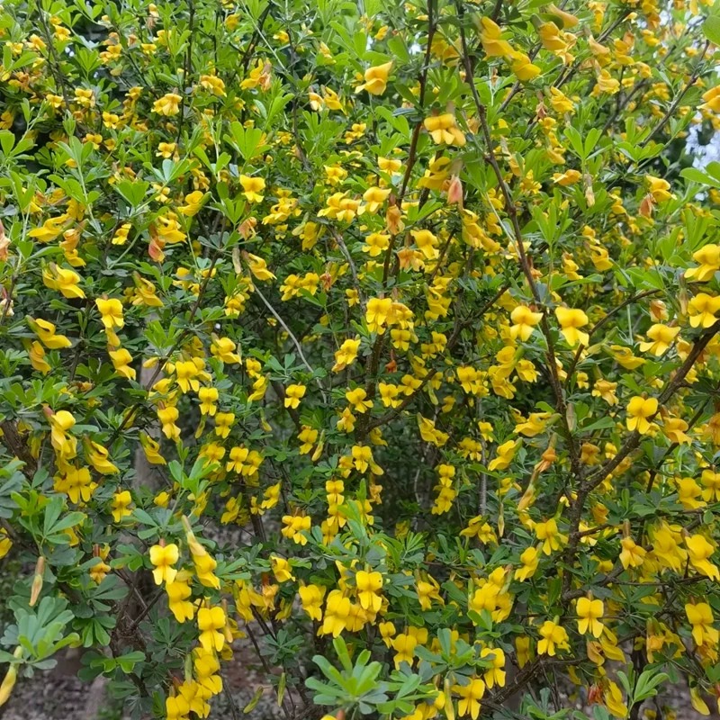 食用金雀花树苗盆栽黄金雀阳台庭院种植南雀耐寒植物阳雀花锦鸡儿 - 图2