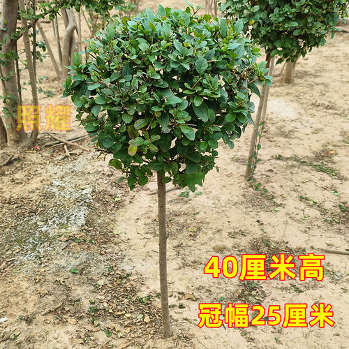 小叶女贞球棒棒糖造型盆景树苗耐寒树苗庭院别墅四季常绿植物好养 - 图3