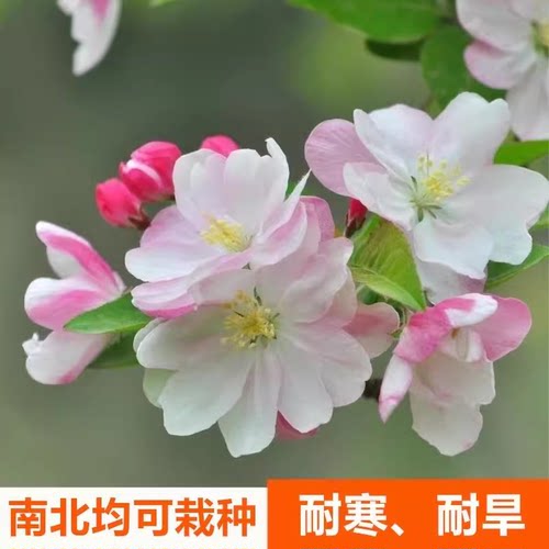 西府海棠花树苗老桩盆景耐寒植物庭院地栽四季花卉垂丝海棠盆栽 - 图0