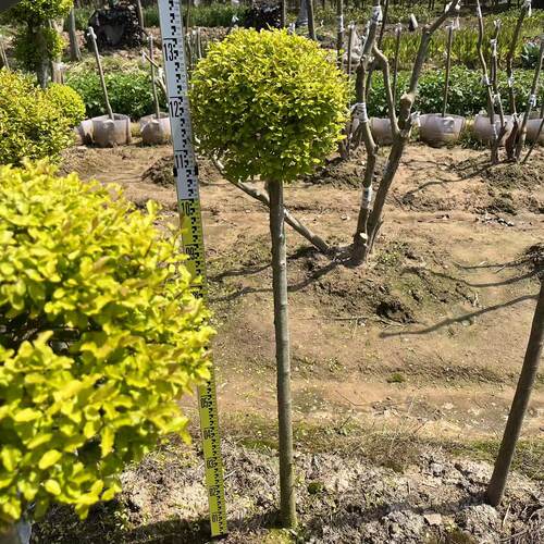 金叶亮晶女贞球棒棒糖四季常青耐寒不落叶花园庭院盆载花镜植物 - 图1