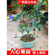 人参果树推荐品牌 新人首单立减十元 21年6月 淘宝海外
