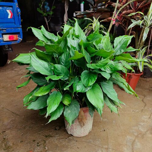 万年青绿植盆栽室内桌面大叶水培植物客厅除甲醛四季常青耐热好养 - 图1