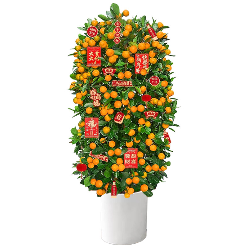 金桔树盆栽带果可食用年桔橘子树苗室内大型绿植阳台客厅年宵花卉,淘宝优惠券,粉丝福利购,淘宝优惠卷