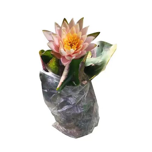 睡莲水培植物带花苞荷花藕种盆栽庭院池塘鱼缸耐热花卉绿植好养活 - 图3