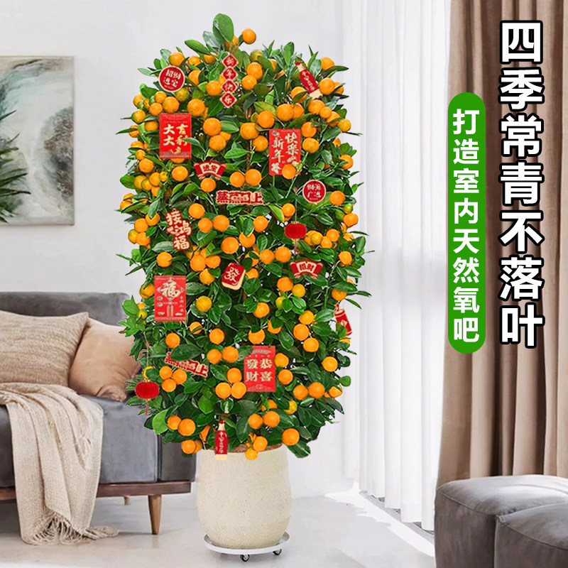 金桔树盆栽带果可食用年桔橘子树苗室内大型绿植阳台客厅年宵花卉,淘宝优惠券,粉丝福利购,淘宝优惠卷