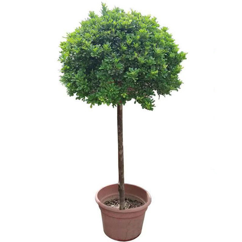 香水米兰花盆栽带花棒棒糖树苗室内阳台庭院驱蚊植物浓香花卉绿植 - 图3