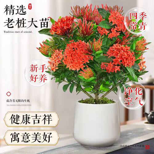龙船花盆栽带花苞阳台庭院四季开花卉绣球花苗室内外绿化植物鲜花 - 图1