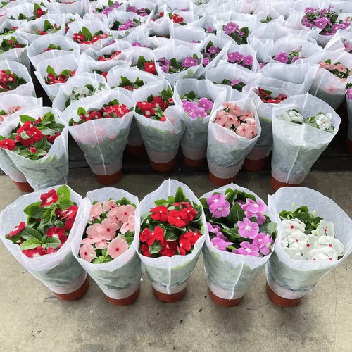 长春花盆栽带花大苗日日春室内阳台庭院凤仙花好养四季开花卉植物 - 图2