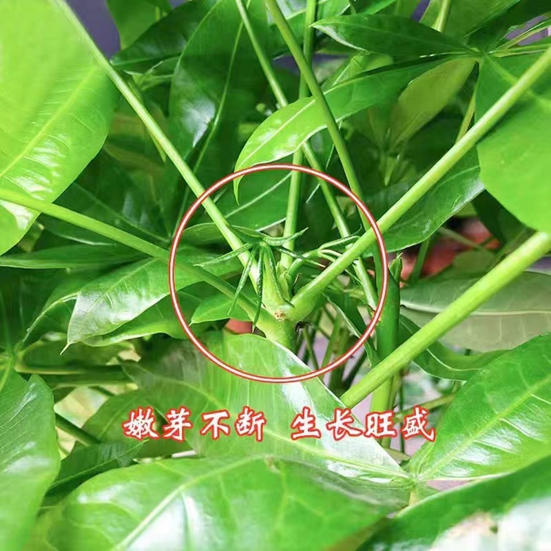 发财树小盆栽客厅办公室桌面四季常青盆景植物招财树好养绿植送礼,淘宝优惠券,粉丝福利购,淘宝优惠卷