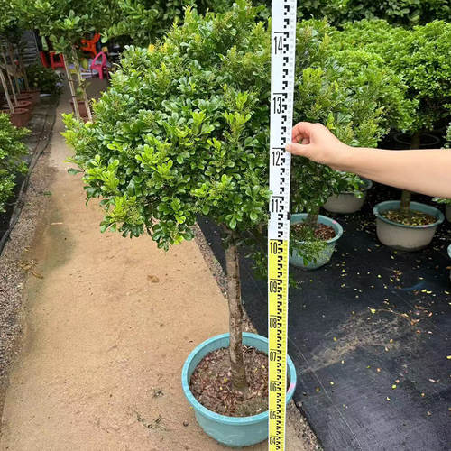 香水米兰花盆栽带花棒棒糖树苗室内阳台庭院驱蚊植物浓香花卉绿植 - 图1