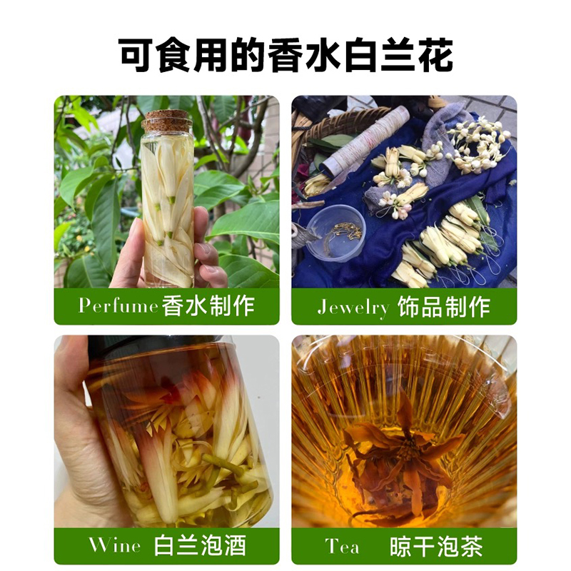 白兰花盆栽老桩玉兰花树苗黄角兰带花苞室内庭院浓香型四季开花卉