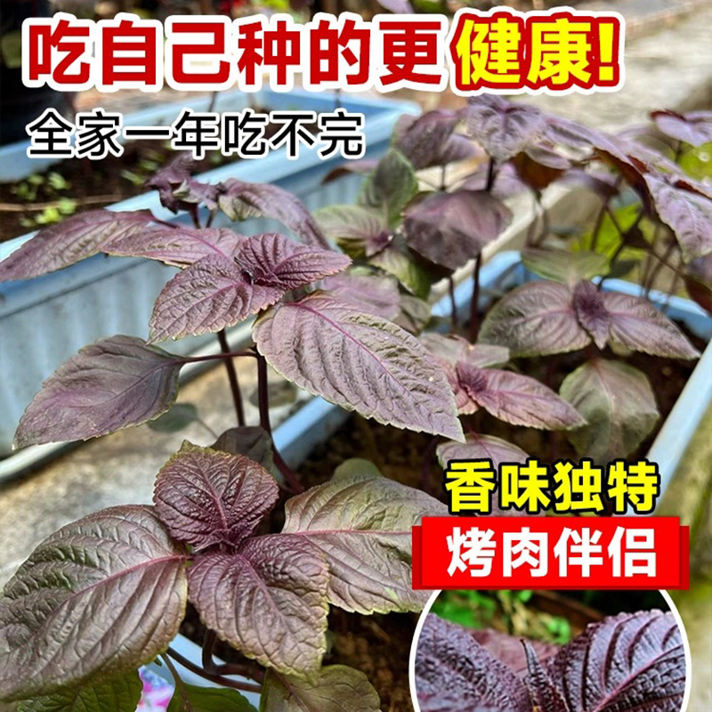 紫苏盆栽可食用迷迭香新鲜紫苏叶阳台庭院四季清香驱蚊绿植物薄荷 - 图1