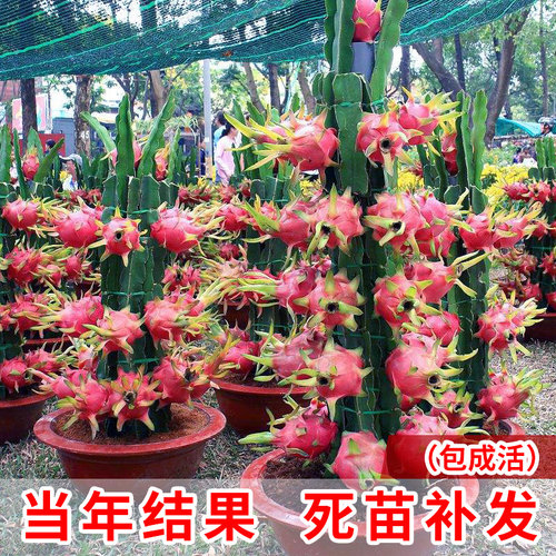 红心火龙果南北方种植居家适宜美观漂亮红肉火龙果净化空气 - 图3