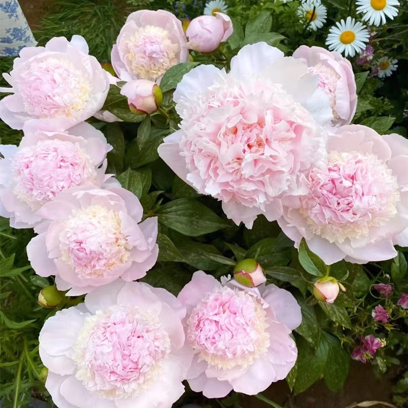 重瓣芍药花带芽根块6到8芽种根耐寒多年生阳台庭院浓香花净化空气