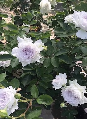 净化空气田园大天使月季