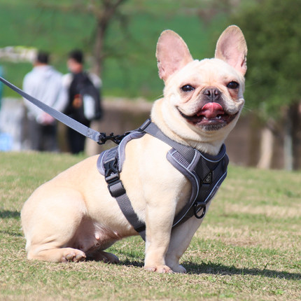 背心式狗狗牵引绳中小型犬巴哥法斗胸背带可调节狗链子宠物遛狗绳 - 图2