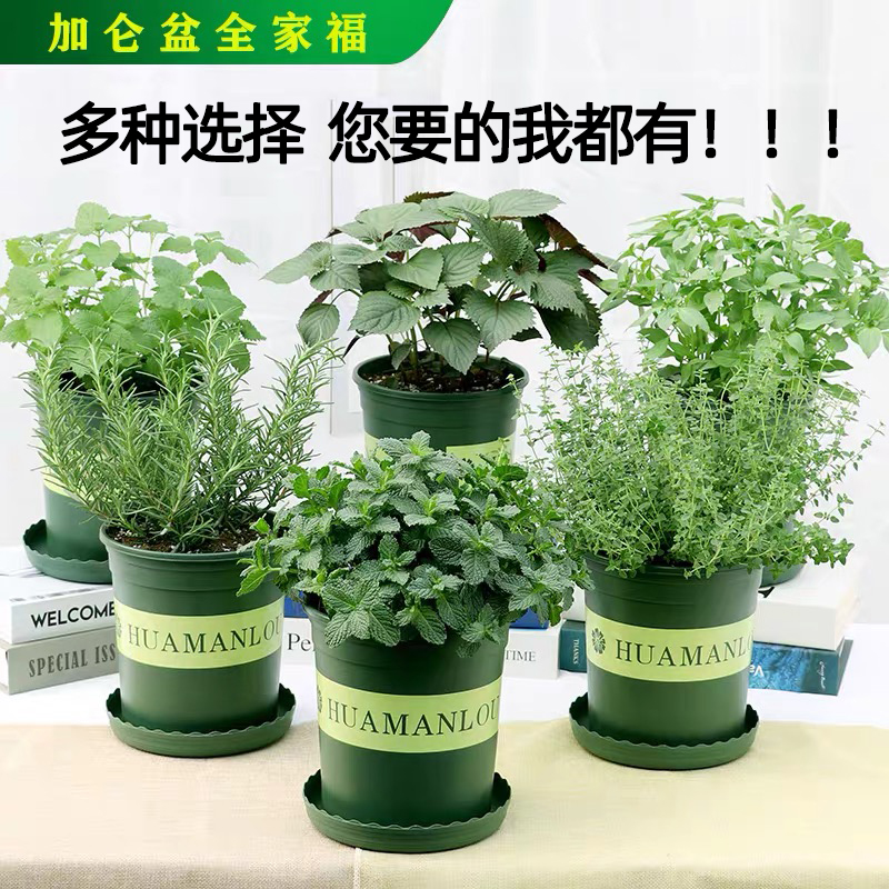 迷迭香盆栽牛排用新鲜百里香苗可食用薄荷叶紫苏罗勒香草植物调料 - 图2