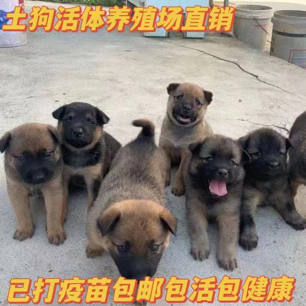 土狗家养中华田园犬幼犬看家护院大黄狗纯黑狗养殖肉狗四眼狗黄狗 - 图2