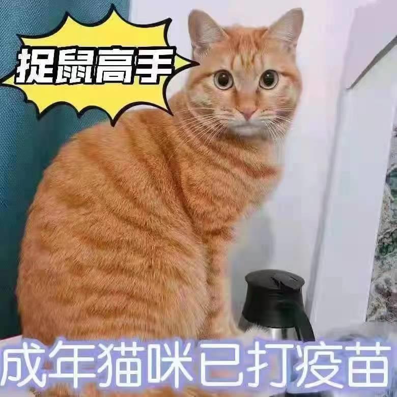 中华田园猫成年猫捉鼠猫土猫家猫网红橘猫青年猫白猫黑猫奶牛猫咪 - 图1