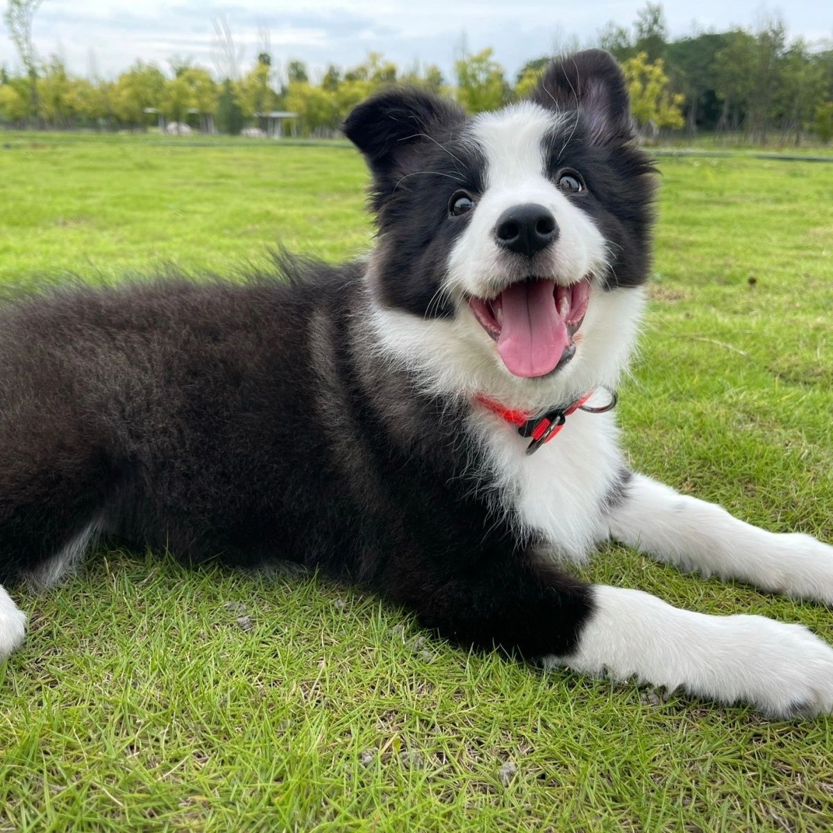 混血非纯种边境牧羊犬边牧幼犬活体护院看家黑白金边中型犬宠物狗 - 图2